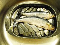 28–29 декабря: у моря чернокоп и карагьоз, на Мандре — лещи в мороз