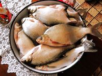 28–29 декабря: у моря чернокоп и карагьоз, на Мандре — лещи в мороз