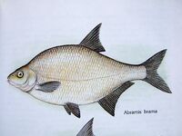 Платика — Abramis brama: как называют леща в разных странах и у соседей