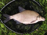 Платика — Abramis brama: как называют леща в разных странах и у соседей