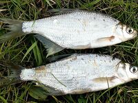 Платика — Abramis brama: как называют леща в разных странах и у соседей