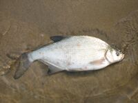 Платика — Abramis brama: как называют леща в разных странах и у соседей