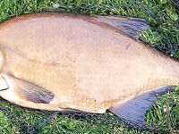 Платика — Abramis brama: как называют леща в разных странах и у соседей