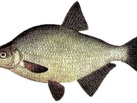 Платика — Abramis brama: как называют леща в разных странах и у соседей