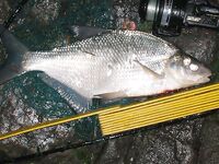 Платика — Abramis brama: как называют леща в разных странах и у соседей