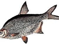 Густера vs подлещик: зубы, лучи плавников и крупная чешуя — как различать