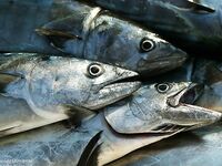 Пеламида (Pelamys sarda): где держится и как узнать полосатого макрелевого