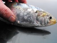 Первая морская рыба года: 1 карагьоз и в сачке морской конёк, раки, рапан