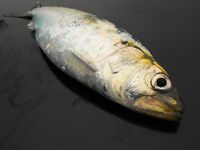 Первая морская рыба года: 1 карагьоз и в сачке морской конёк, раки, рапан