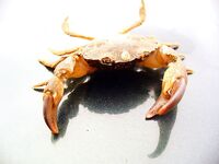 Первая морская рыба года: 1 карагьоз и в сачке морской конёк, раки, рапан