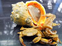 Первая морская рыба года: 1 карагьоз и в сачке морской конёк, раки, рапан