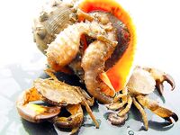 Первая морская рыба года: 1 карагьоз и в сачке морской конёк, раки, рапан