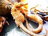 Первая морская рыба года: 1 карагьоз и в сачке морской конёк, раки, рапан