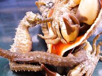 Первая морская рыба года: 1 карагьоз и в сачке морской конёк, раки, рапан