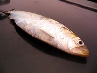 Первая морская рыба года: 1 карагьоз и в сачке морской конёк, раки, рапан