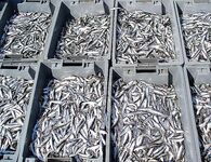 Цаца пошла — самодур №10 и рассвет: морская рыбалка в порту Бургас