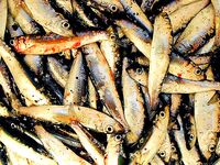 Цаца пошла — самодур №10 и рассвет: морская рыбалка в порту Бургас