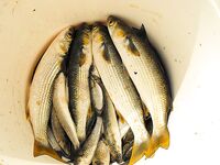 Морская рыбалка в Бургасе: солнце, восточный ветер и заход рыбы в порт