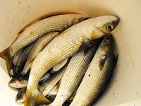 Морская рыбалка в Бургасе: солнце, восточный ветер и заход рыбы в порт