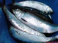 Карагьоз на рассвете и «Русская рыбалка» по ТВ: техника та же, размеры разные