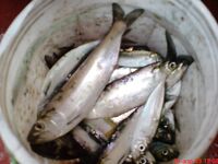 Карагьоз на рассвете и «Русская рыбалка» по ТВ: техника та же, размеры разные