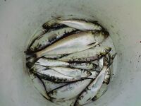 Карагьоз на рассвете и «Русская рыбалка» по ТВ: техника та же, размеры разные