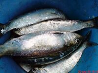 Карагьоз на рассвете и «Русская рыбалка» по ТВ: техника та же, размеры разные