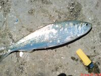 Без слов — фото момента: фиксация выезда и улова