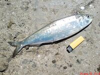 Без слов — фото момента: фиксация выезда и улова