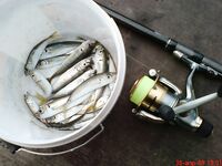 Ставридка на самодур: рабочий паттерн по перу и размеру