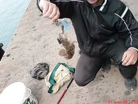 Бычок-лихнус: короткий кадр из серии