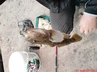 Бычок-лихнус: короткий кадр из серии