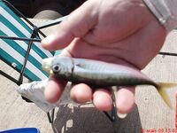 Жара в заливе: ставрид уходит — ждём луфарей к проходу