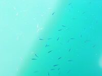 Оснастка и прикорм: щекеры 5–8 м, болонезе 4,40, ставридку кормлю «кролем»