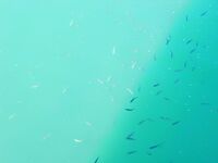 Оснастка и прикорм: щекеры 5–8 м, болонезе 4,40, ставридку кормлю «кролем»