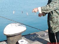 Утренняя разведка в порту: мелкая ставритка на самодур, пирс бодрит как зарядка