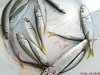 Утренняя разведка в порту: мелкая ставритка на самодур, пирс бодрит как зарядка