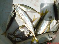 Утренняя разведка в порту: мелкая ставритка на самодур, пирс бодрит как зарядка