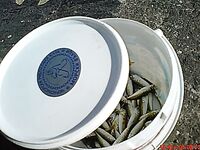 Утренняя разведка в порту: мелкая ставритка на самодур, пирс бодрит как зарядка