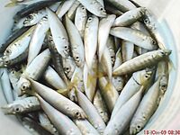 Утренняя разведка в порту: мелкая ставритка на самодур, пирс бодрит как зарядка