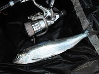 Фотоотчёт к Бургасу: снасти, улов и детали точки