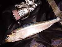 Фотоотчёт к Бургасу: снасти, улов и детали точки