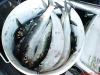 Карагьоз в заливе: «магнитные» крючки на самодуре — секрет успеха сезона