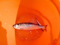 Карагьоз в заливе: «магнитные» крючки на самодуре — секрет успеха сезона