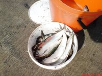 Карагьоз в заливе: «магнитные» крючки на самодуре — секрет успеха сезона