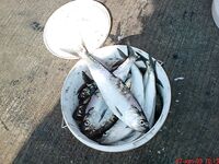 Карагьоз в заливе: «магнитные» крючки на самодуре — секрет успеха сезона