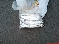 Бургас — отчёты Павела: 48 карагьозов 07.07 и 16 рыб 08.07 — что клюёт сегодня