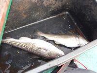 Балтика близко: треска круглый год, сарган весной и кунджа по погоде