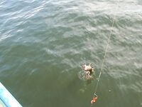 Балтика близко: треска круглый год, сарган весной и кунджа по погоде