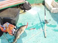 Балтика близко: треска круглый год, сарган весной и кунджа по погоде